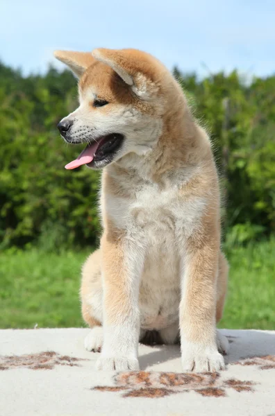 Akita inu cachorro posando al aire libre — Foto de Stock