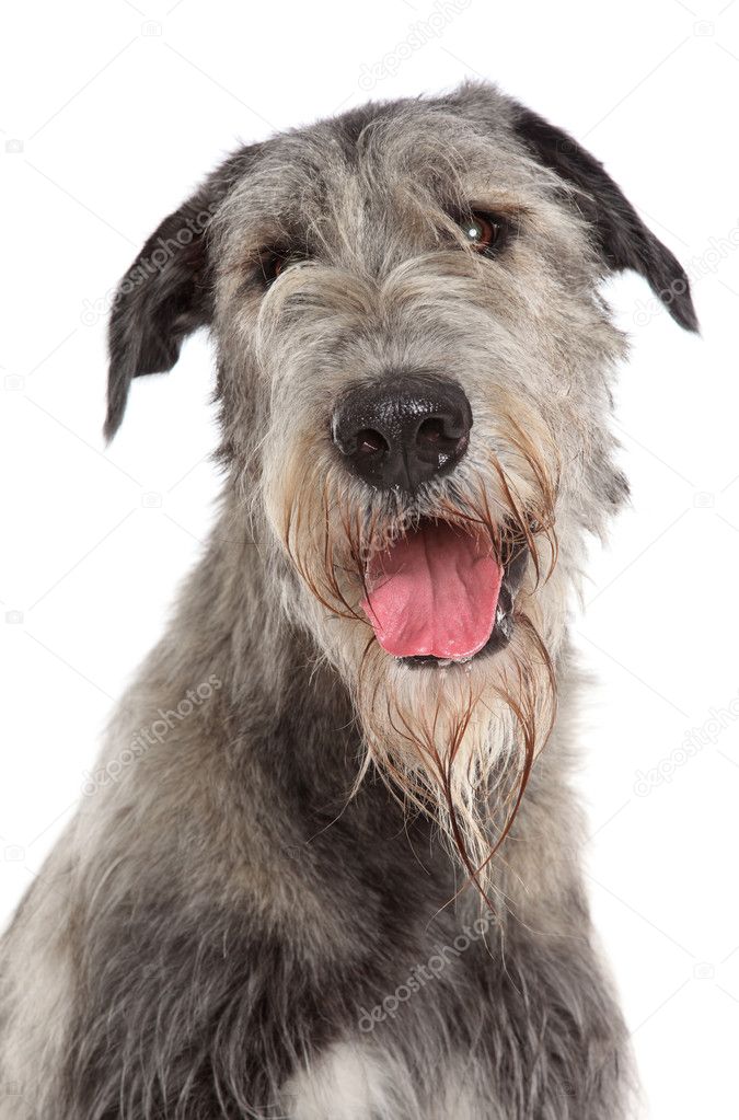 Irish Wolfhound dog portrait