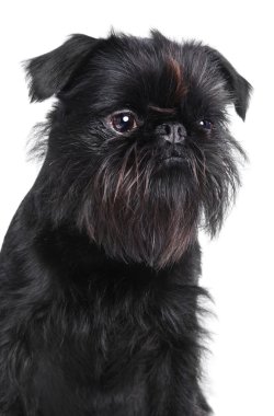 Brussels griffon portrait clipart