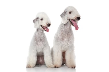 Bedlington terriers clipart