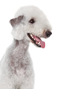 Bedlington terrier portrait clipart