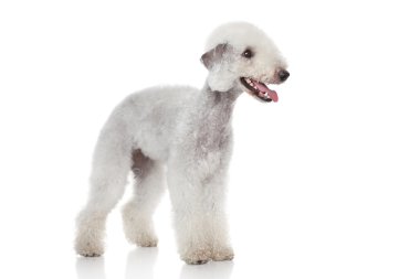 Bedlington terrier portrait clipart