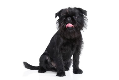 Brussels griffon portrait clipart