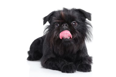 Brussels griffon portrait clipart