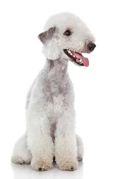 Bedlington terrier no fundo branco — Fotografia de Stock