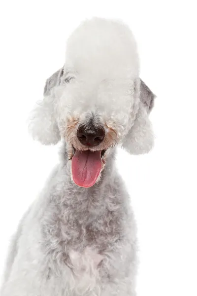Divertido retrato de perro sobre fondo blanco — Foto de Stock
