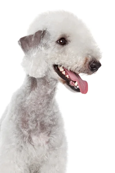Retrato de Bedlington terrier — Foto de Stock