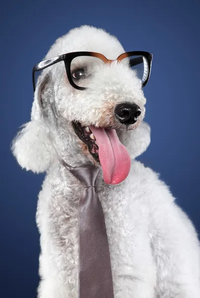 Funny dog in glasses — Stock Photo, Image