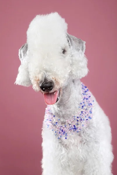 stock image Bedlington terrier on pink background