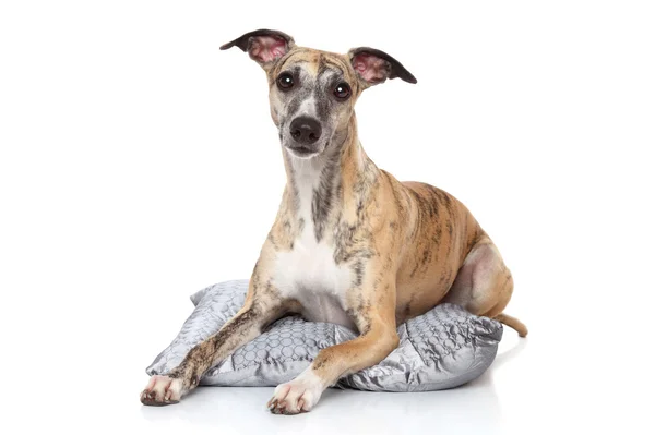 Whippet cão deitado no travesseiro — Fotografia de Stock