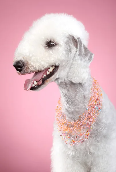 Bedlington terrier sobre fondo rosa —  Fotos de Stock