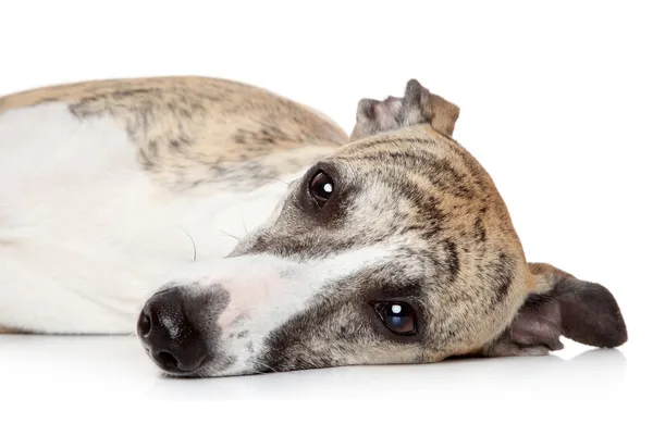Ταχύπους σκύλος κυνοδρομίας σκυλί που αναπαύεται σε λευκό φόντο — Φωτογραφία Αρχείου