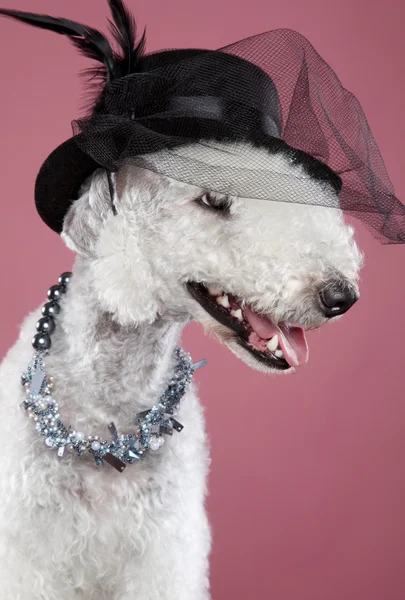 Fashionable dog in lady hat Stock Image