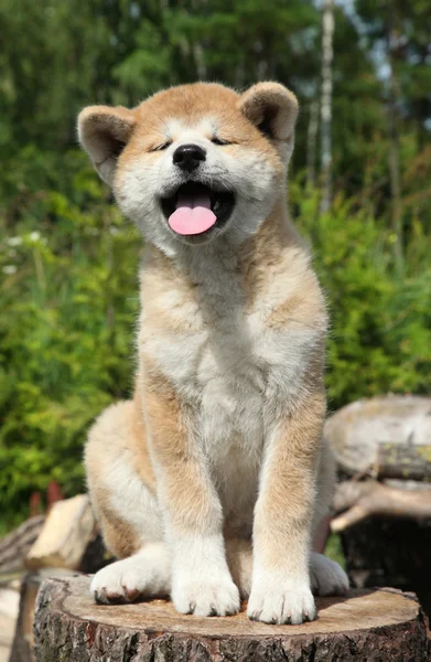 Akita inu puppy on a tree stump Stock Photo