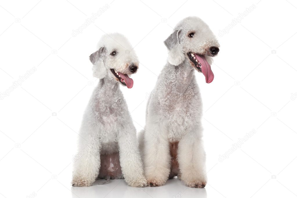 Bedlington terriers