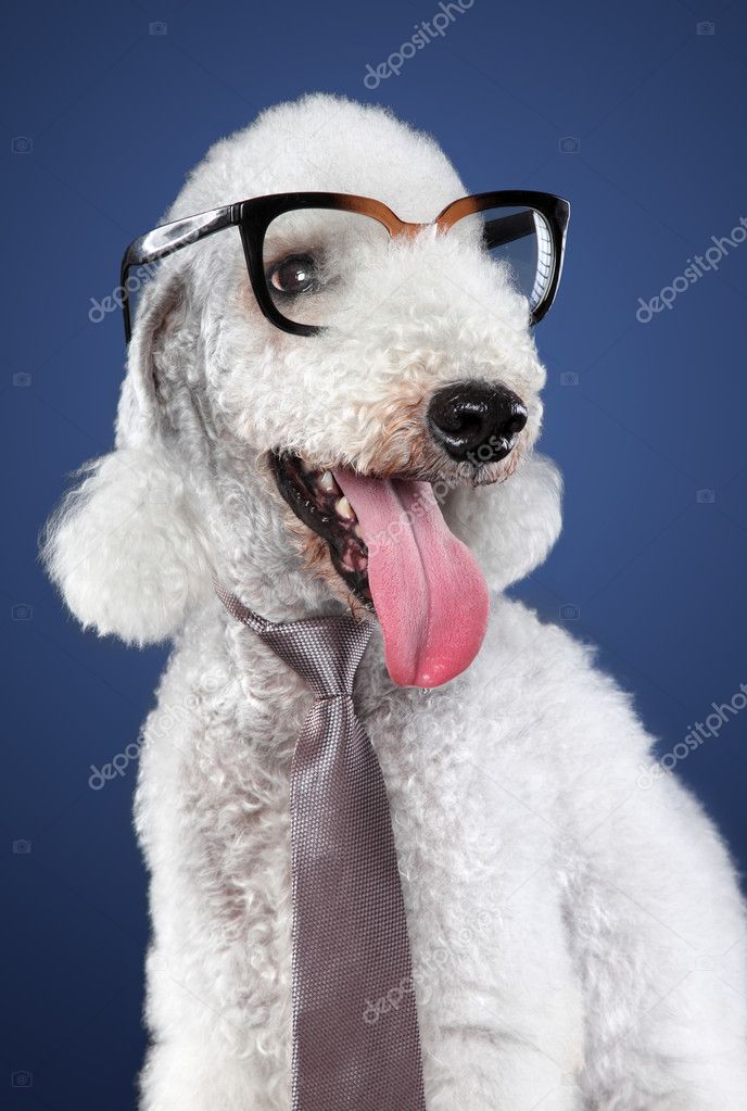 Funny dog in glasses