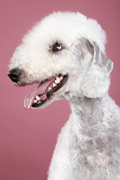 Bedlington Terrier. Retrato de close-up — Fotografia de Stock
