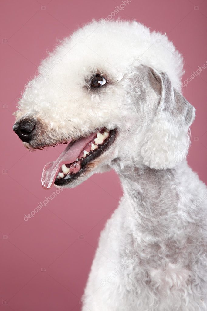 Bedlington terrier. Close-up portrait