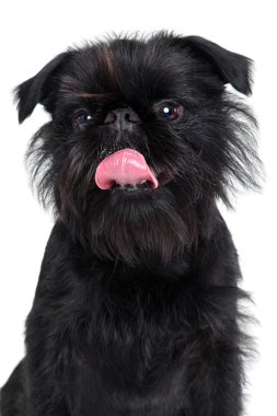 Brussels griffon portrait on a white background clipart