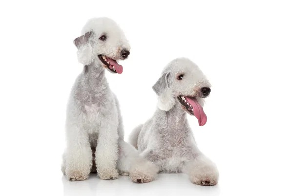 Bedlington terrier psy — Zdjęcie stockowe