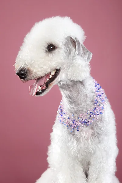 Bedlington terrier retrato sobre fundo rosa — Fotografia de Stock
