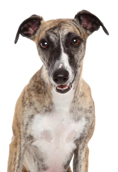 Close-up πορτρέτο ταχύπους σκύλος κυνοδρομίας σε λευκό φόντο — Φωτογραφία Αρχείου