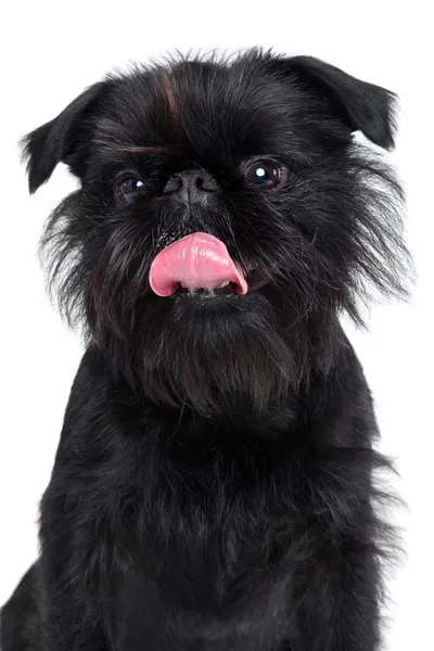 Brussels griffon portrait on a white background — Stock Photo, Image