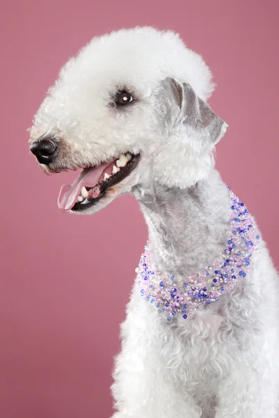 Bedlington terrier on pink background Stock Photo