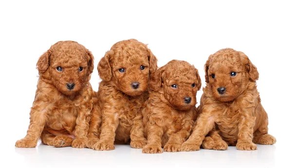Toy poodle puppies — Stock Photo, Image