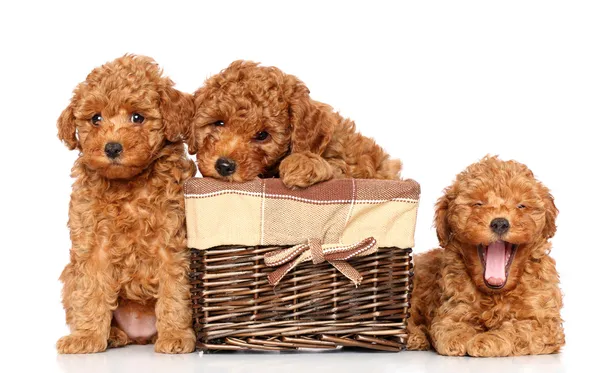 Filhotes de cachorro poodle de brinquedo — Fotografia de Stock