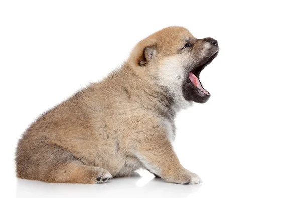 Cachorro doce bocejos — Fotografia de Stock