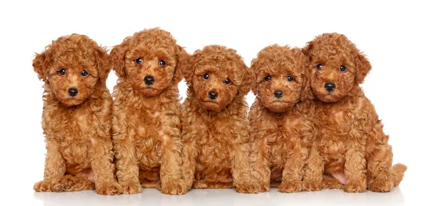 Brinquedo cachorros Poodle em um fundo branco Imagens De Bancos De Imagens