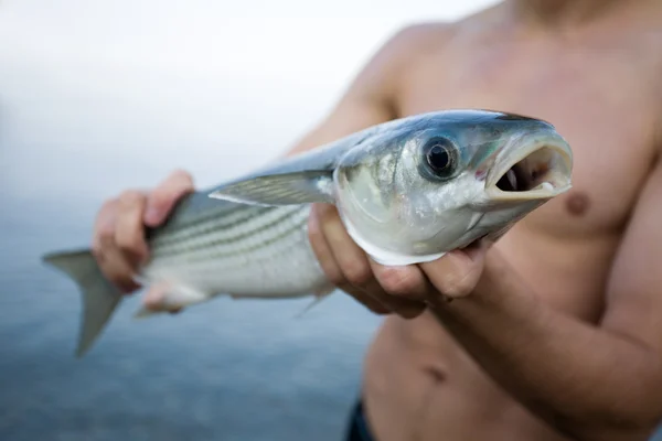 Fisher drží čerstvě ulovené mořské pruhovaná — Stock fotografie