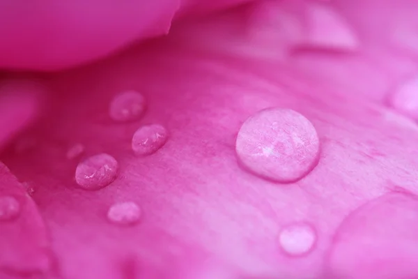 Nahaufnahme von rosa Rose — Stockfoto