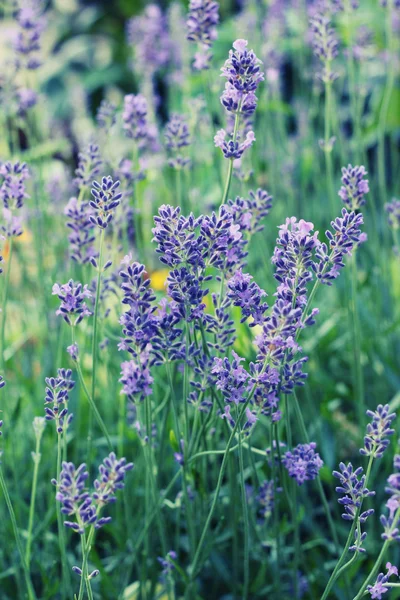 stock image Lavender