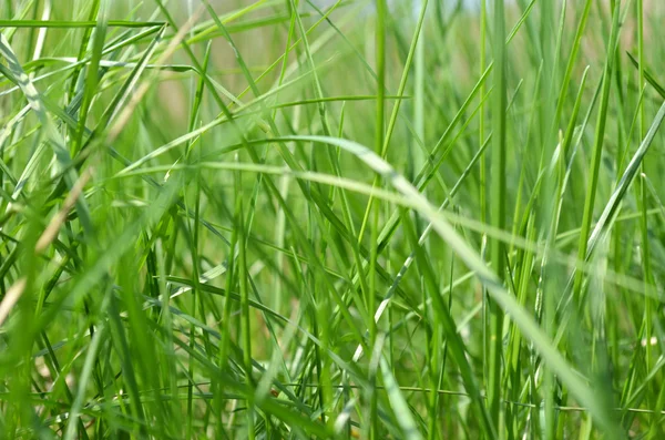 stock image Green fresh lawn - close-up