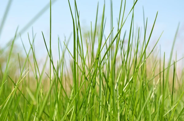 stock image Illustration - blue sky and green grass