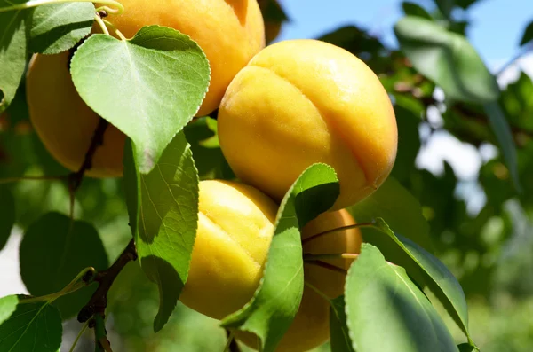 stock image Orange apricots on a tree branch