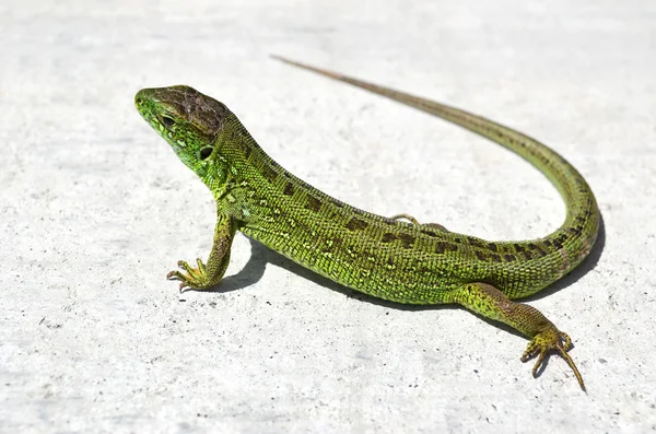 stock image Sand Lizard