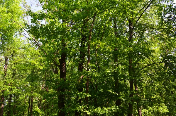 stock image Green trees in the forest