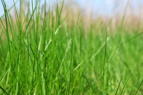 stock image Green grass in the meadow