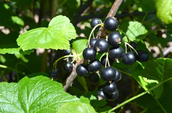 Grosella negra madura en el jardín de verano — Foto de Stock