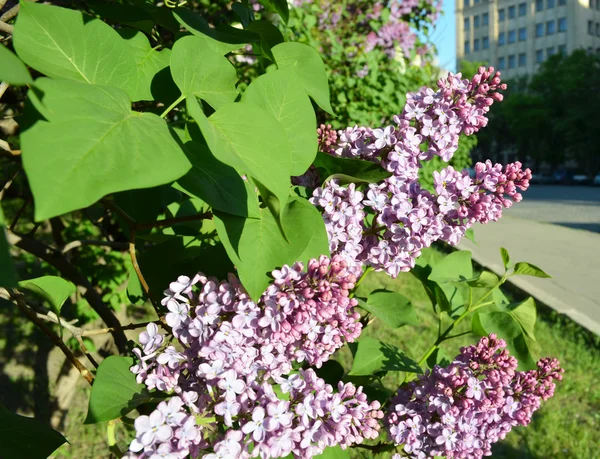 stock image Lilac bloom in the park