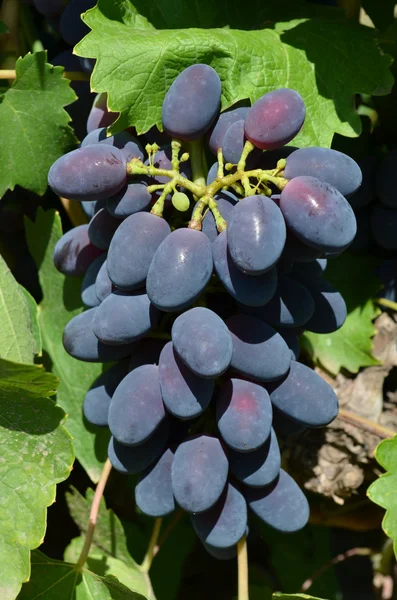 Massa blå druvor närbild — Stockfoto