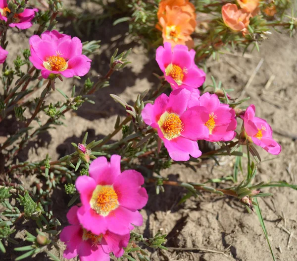 Bright flowers - portulaca — Stock Photo, Image