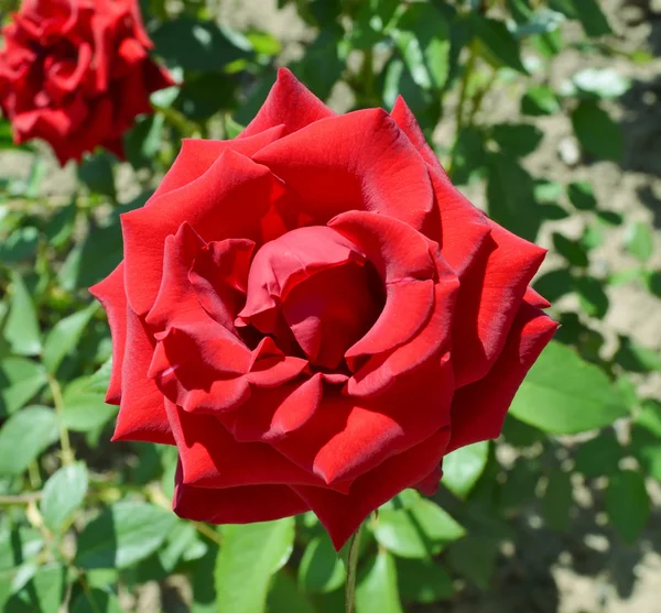 Rosa roja en el jardín en un día soleado — Foto de Stock