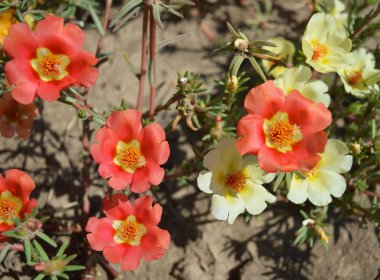 Kırmızı ve beyaz çiçekler - portulaca