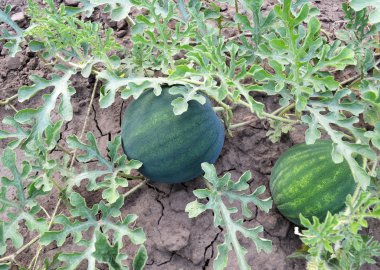 Watermelons grow on the ground clipart