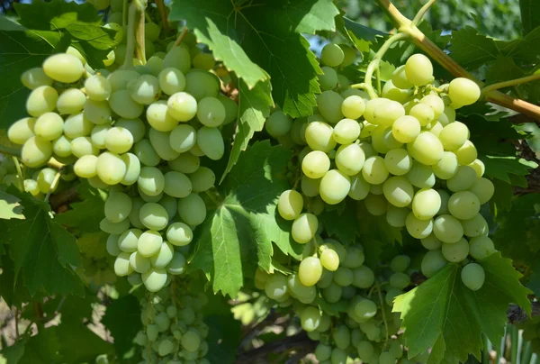 Grapes grown in the garden — Stock Photo, Image