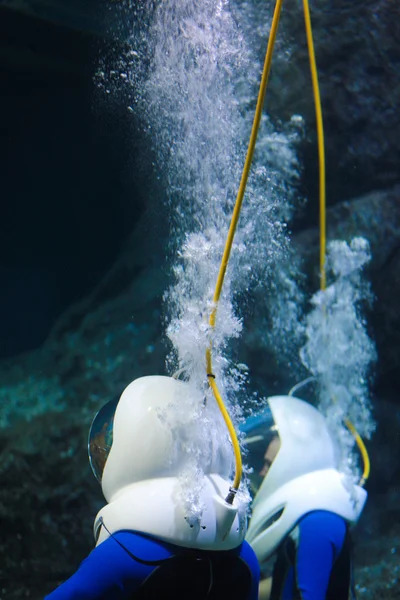 물에 스쿠버 다이빙 — 스톡 사진